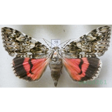 Catocala promissa (Denis & Schiffermüller, 1775) Wstęgówka narzeczona Slovakia 63mm58